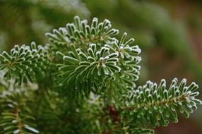 Fir Tree, frosted Green twigs