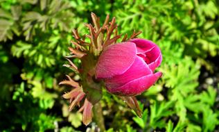 incredible Anemone Spring Flower