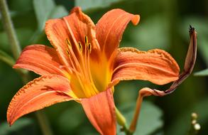 incredible Lily Flowers Early