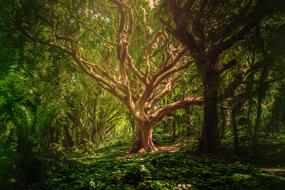 withered tree in the sun in a dense forest