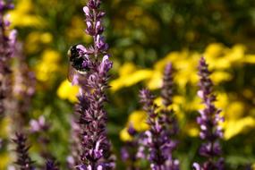 bumblebee on purple Flowers