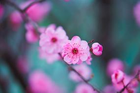 Beautiful, blossoming, pink and purple peach flowers on the branches in spring