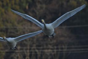 Two beautiful white wild birds fly over the water among the plants