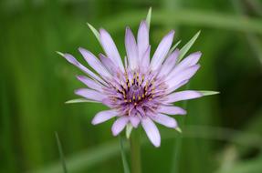 Purple Flower Plant close-up on a blurred background