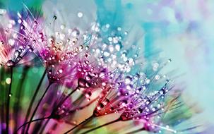 macro photo of wet Nature Flower Flora