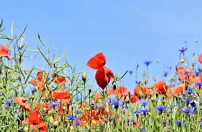 Poppy Alpine Cornflower