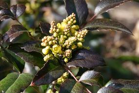Mahogany Barberry
