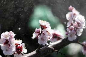 branch of apricot Tree with White Flowers