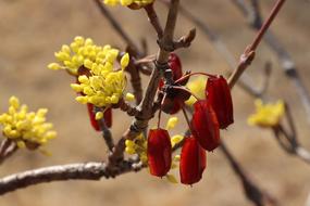 Beautiful red berries and yellow flowers on the branches