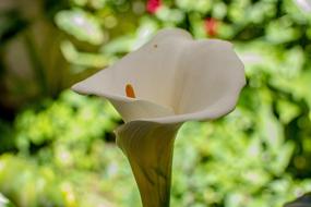 white flower in nature on a blurred background
