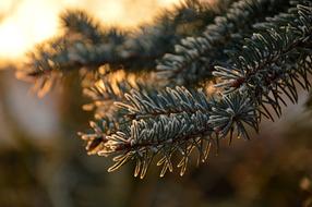 Fir Tree Needles