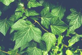 Ivy climber Plant in Garden