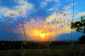Sunset sky behind dry grass