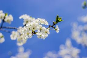 excellent Spring Nature white