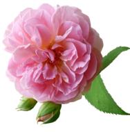 lush pink rose with buds on a white background