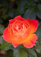 orange red garden rose