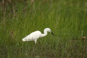 enchanting Bird Little Egret