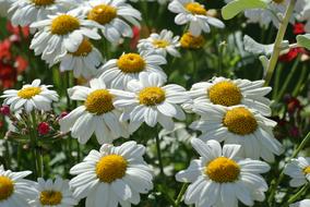 Summer Spring flower