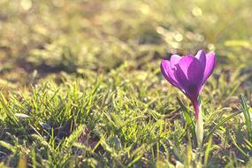 incredible Crocus Flower Bulbs