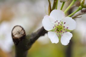 Flower Pear Foliage