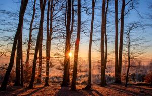 enchanting Forest Landscape Sun