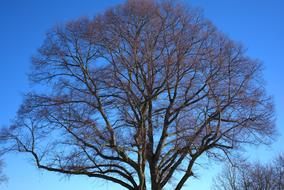 Tree Crown