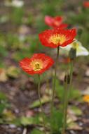 Poppies Wildflowers close up