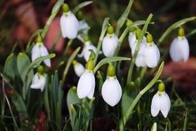Snowdrop Spring