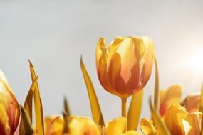 orange tulips in sun light