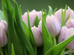 attractive Tulips Tulip