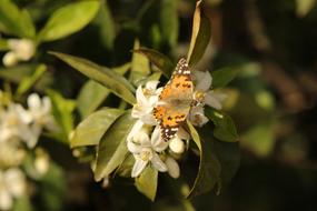 closeup view of Butterfly Vanessa Insect