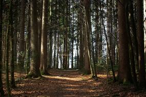 trees in the spring forest