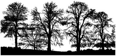 black silhouettes of trees on white