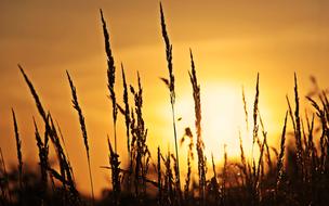 rising sun in grass silhouettes