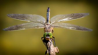 perched Dragonfly at blur background, macro