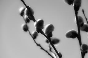 Willow Catkins Kitten Pasture on branches