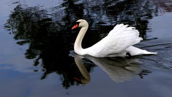 white Swan Bird in Water