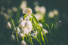 beautiful Snowflake Flowers