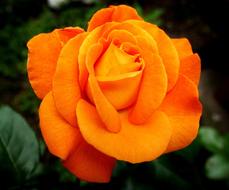 orange Rose Flower