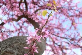 romantic pink tree in spring
