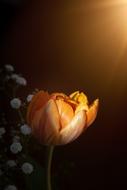 Tulip Flower Blossom at sunlight