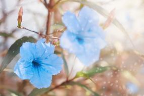 blue flowers in the garden in a blurred background