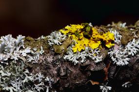 Forest Lichen