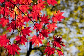 Autumn Leaves Maple red
