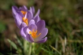 Crocuses, purple spring flowers