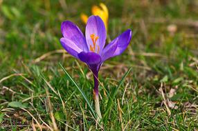 Crokus Spring Flower on grass