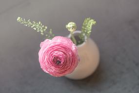 Close-up of the beautiful, pink ranunculus flower in the white vase, in light