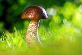 Shiny, brown mushroom, among the colorful and beautiful grass in the forest, in light