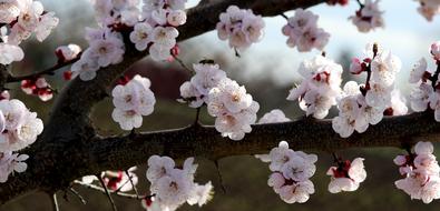 enchanting tree Spring