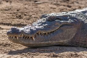 resting crocodile on sand